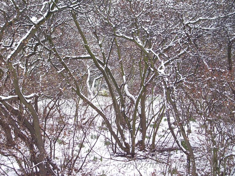 Tree patterns, Snow, Greenwich Park IMGP7576.JPG